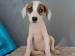 Cachorro raça SRD-ViraLata idade 2 a 6 meses nome Belinha