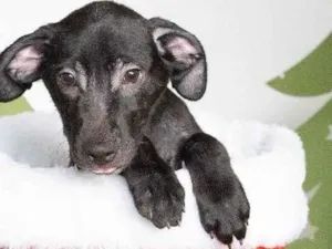 Cachorro raça SRD-ViraLata idade 2 a 6 meses nome Leleco 