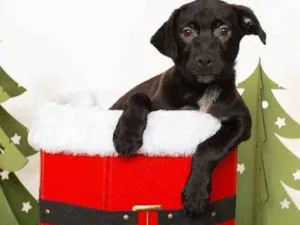 Cachorro raça SRD-ViraLata idade 2 a 6 meses nome Jorginho 