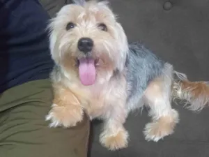 Cachorro raça Yorkshire idade 1 ano nome Mel 