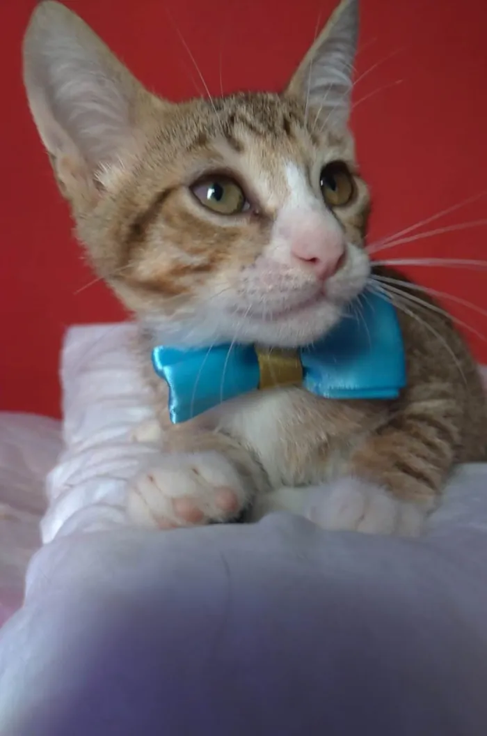 Gato ra a srd idade 2 a 6 meses nome ARTHURZINHO
