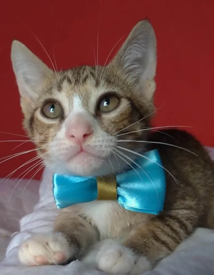 Gato ra a srd idade 2 a 6 meses nome ARTHURZINHO