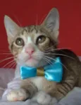 ARTHURZINHO