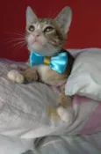 ARTHURZINHO