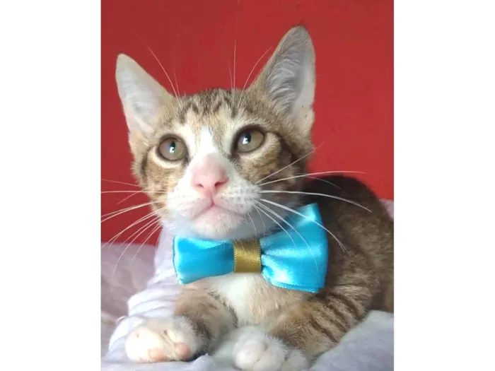 Gato ra a srd idade 2 a 6 meses nome ARTHURZINHO