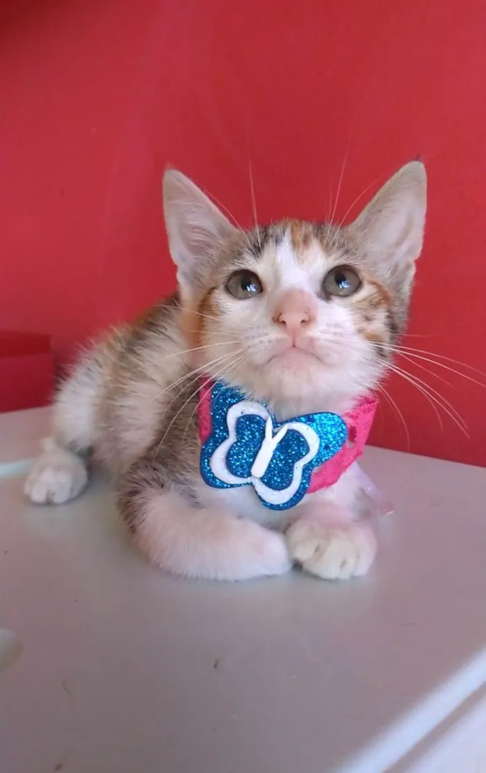 Gato ra a srd idade 2 a 6 meses nome ALÍCIA