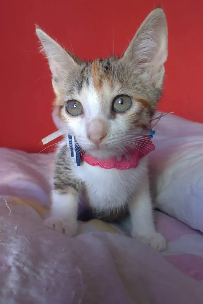 Gato ra a srd idade 2 a 6 meses nome ALÍCIA