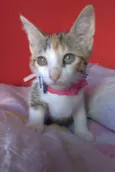 ALÍCIA