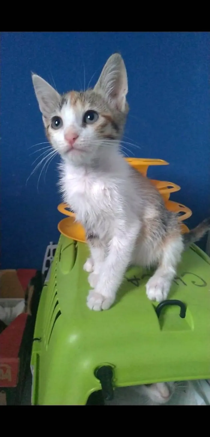 Gato ra a srd idade 2 a 6 meses nome ALÍCIA