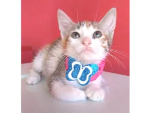 Gato raça srd idade 2 a 6 meses nome ALÍCIA