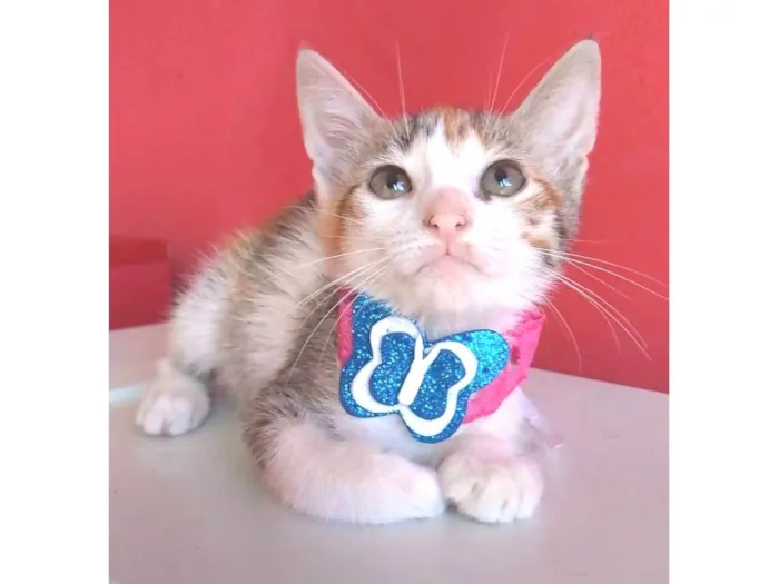 Gato ra a srd idade 2 a 6 meses nome ALÍCIA
