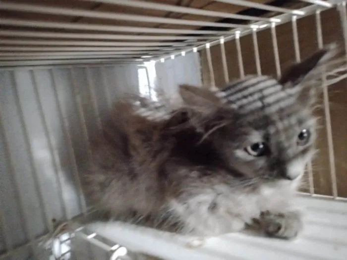 Gato ra a SRD-ViraLata idade Abaixo de 2 meses nome Angel