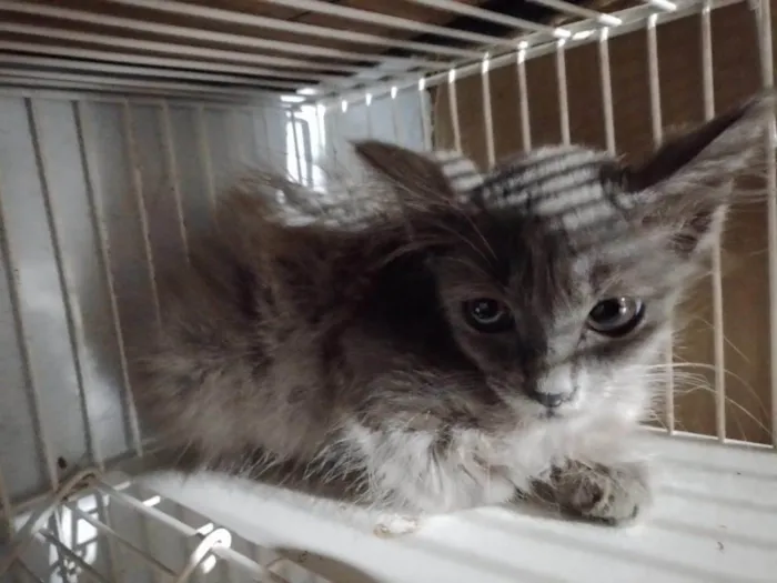Gato ra a SRD-ViraLata idade Abaixo de 2 meses nome Angel