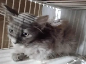 Gato raça SRD-ViraLata idade Abaixo de 2 meses nome Angel