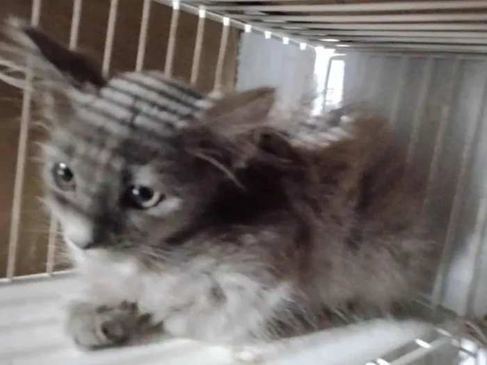 Gato ra a SRD-ViraLata idade Abaixo de 2 meses nome Angel