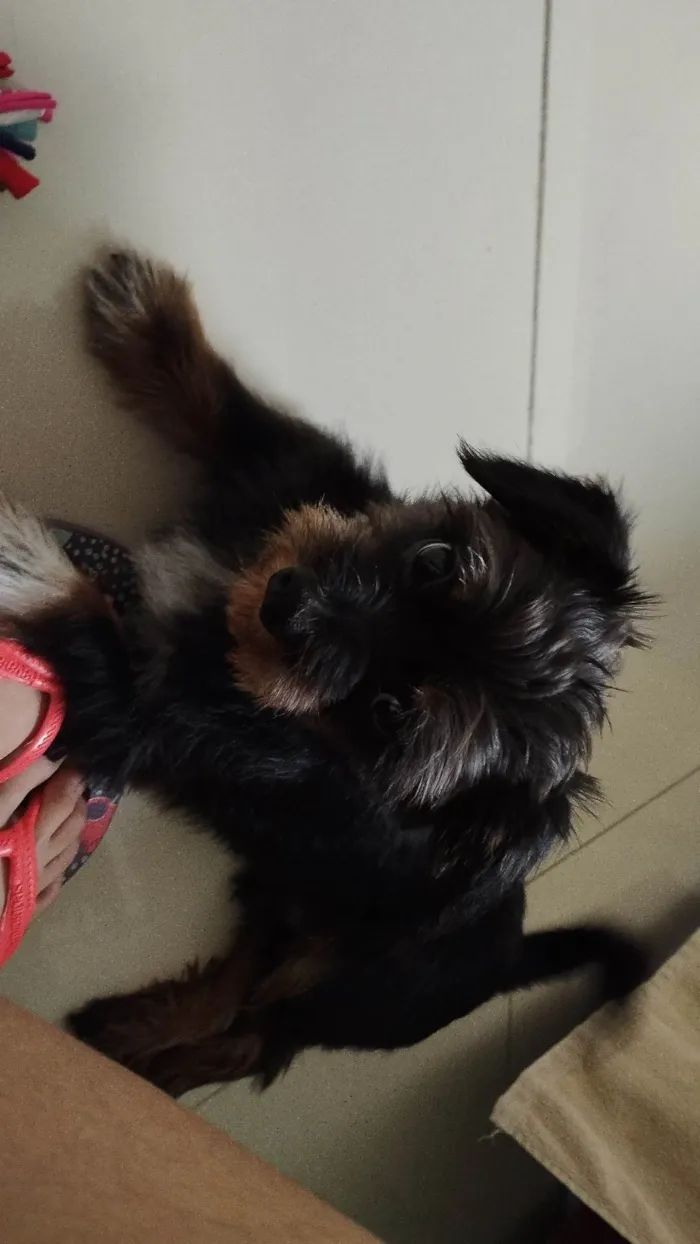 Cachorro ra a Vira lata (shit zu com yorkshire  idade 1 ano nome Mike 