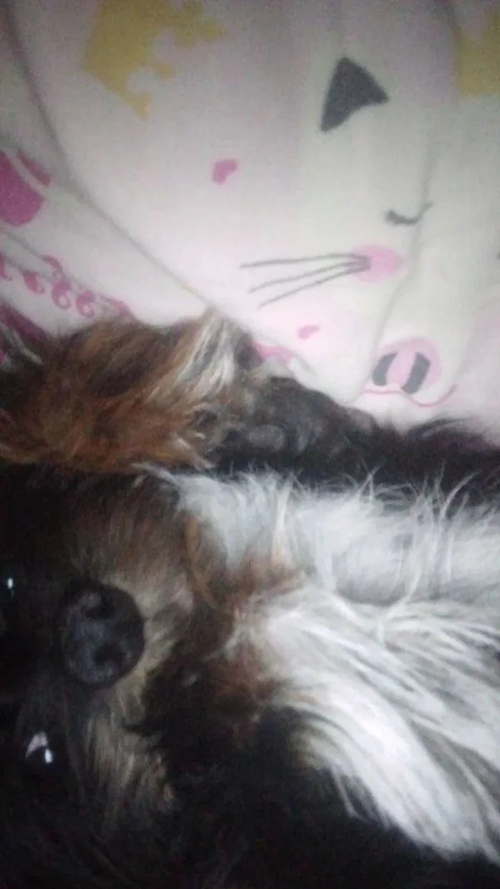 Cachorro ra a Vira lata (shit zu com yorkshire  idade 1 ano nome Mike 