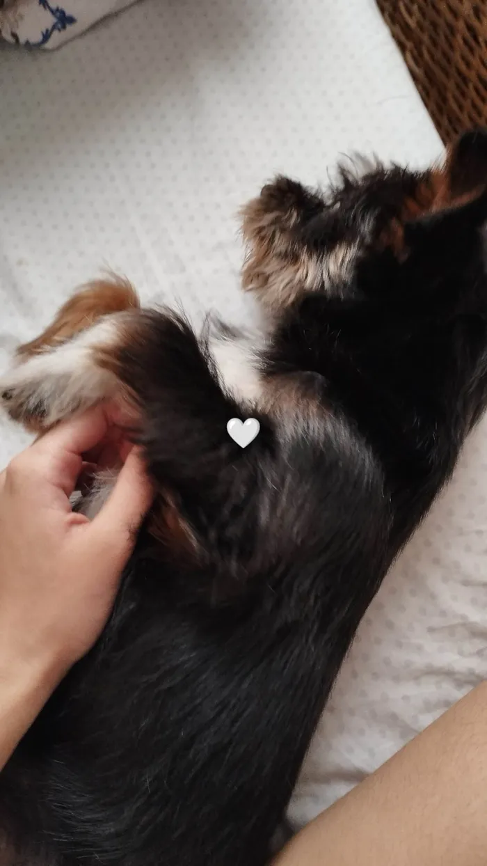 Cachorro ra a Vira lata (shit zu com yorkshire  idade 1 ano nome Mike 