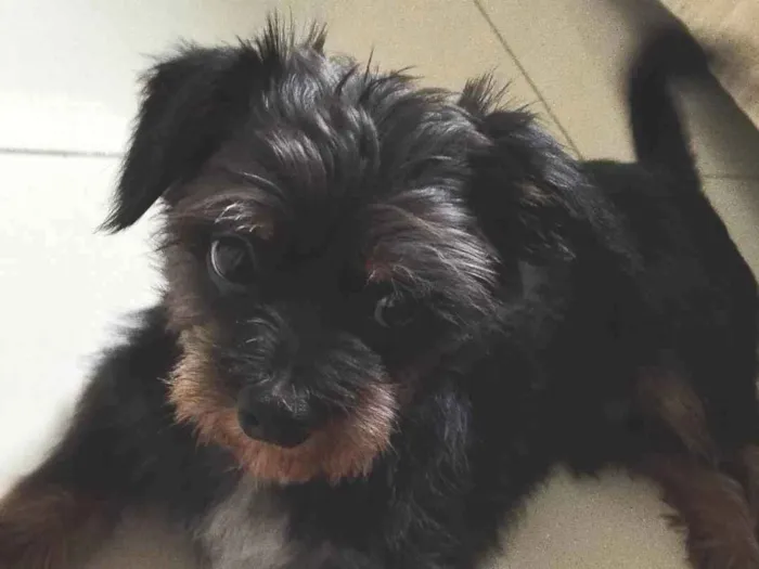 Cachorro ra a Vira lata (shit zu com yorkshire  idade 1 ano nome Mike 