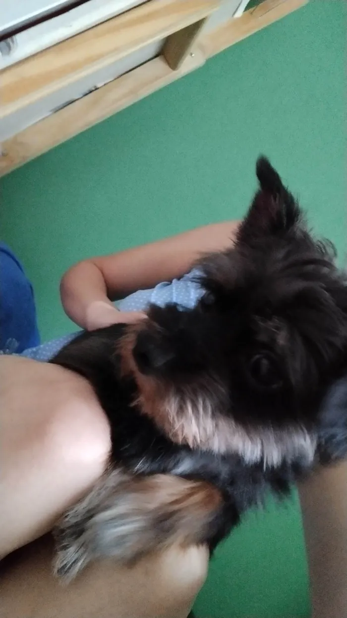 Cachorro ra a Vira lata (shit zu com yorkshire  idade 1 ano nome Mike 