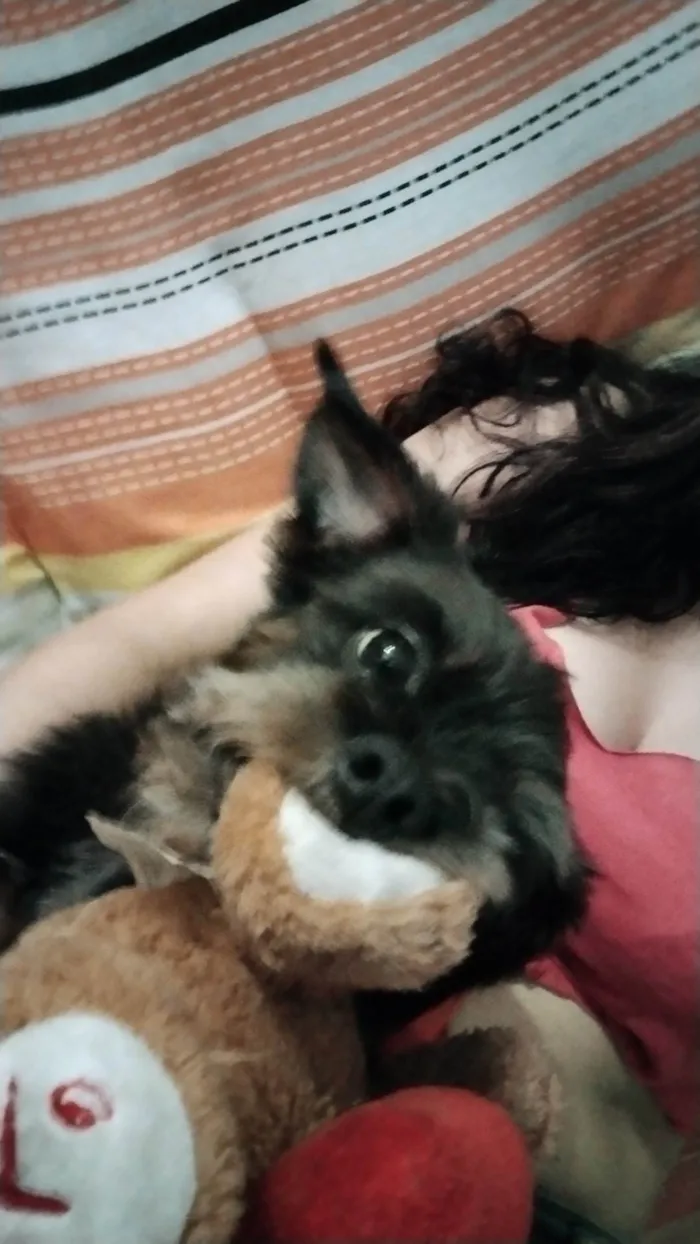 Cachorro ra a Vira lata (shit zu com yorkshire  idade 1 ano nome Mike 
