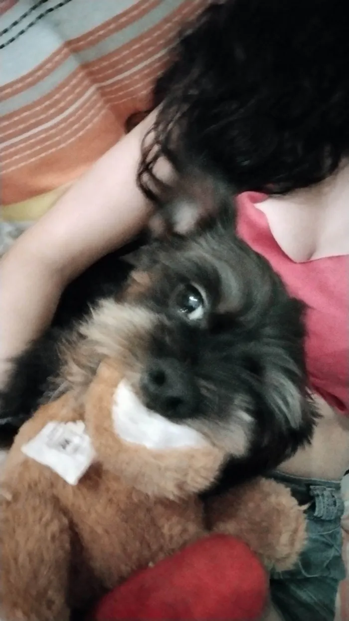 Cachorro ra a Vira lata (shit zu com yorkshire  idade 1 ano nome Mike 