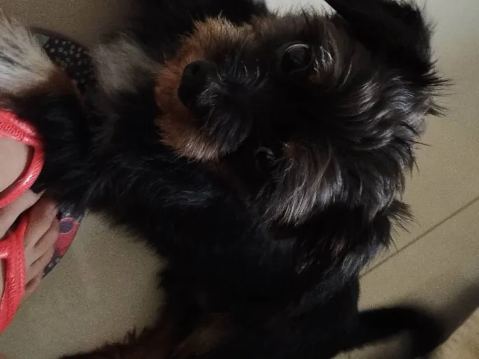 Cachorro ra a Vira lata (shit zu com yorkshire  idade 1 ano nome Mike 