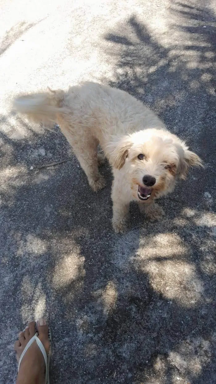 Cachorro ra a Poodle  idade 1 ano nome Pepe