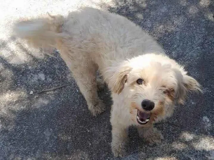 Cachorro ra a Poodle  idade 1 ano nome Pepe