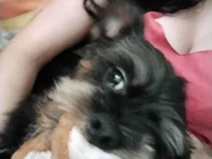 Cachorro raça Vira lata (shit zu com yorkshire  idade 1 ano nome Mike 