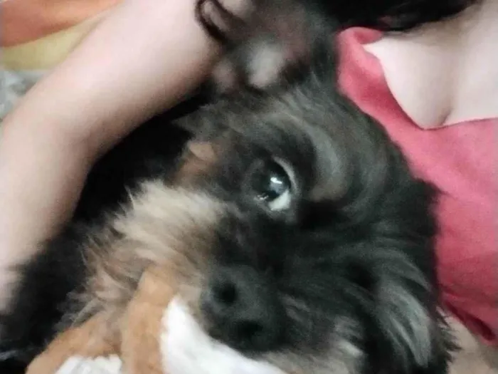 Cachorro ra a Vira lata (shit zu com yorkshire  idade 1 ano nome Mike 