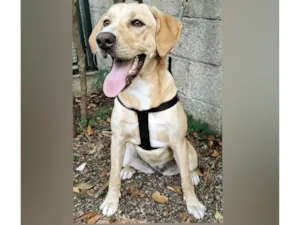 Cachorro raça SRD-ViraLata idade 7 a 11 meses nome Chelsea