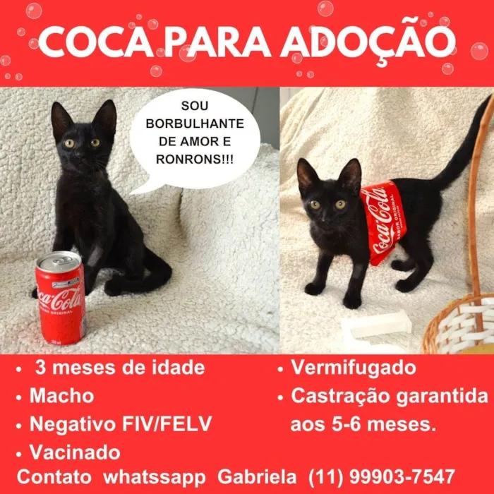 Gato ra a SRD-ViraLata idade 2 a 6 meses nome COCA