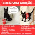 COCA