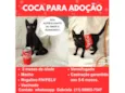 COCA