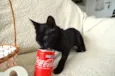 COCA