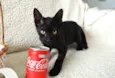 COCA