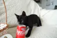 COCA