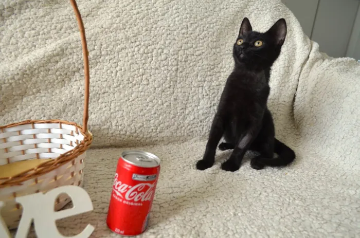 Gato ra a SRD-ViraLata idade 2 a 6 meses nome COCA
