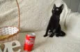 COCA