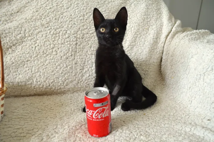 Gato ra a SRD-ViraLata idade 2 a 6 meses nome COCA