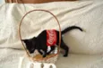 COCA