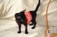 COCA