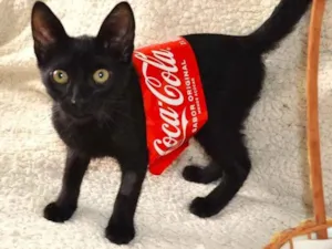 Gato raça SRD-ViraLata idade 2 a 6 meses nome COCA