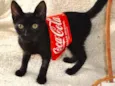 COCA