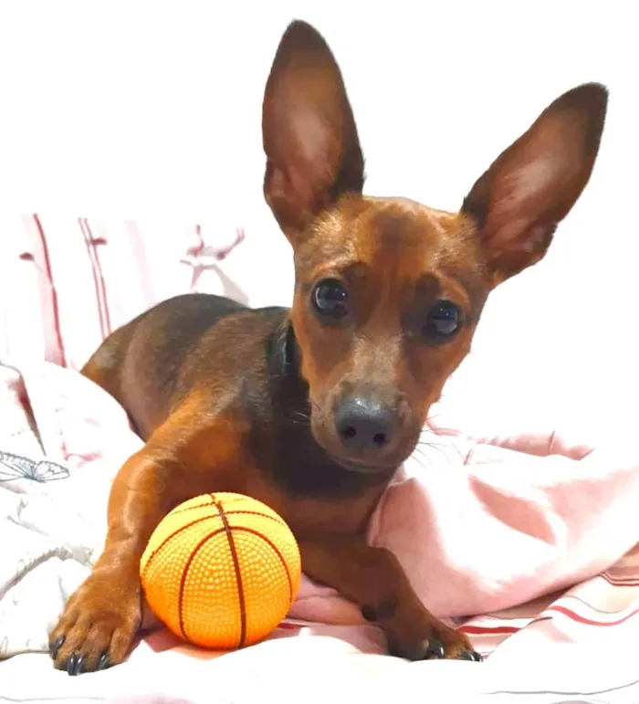Cachorro ra a Pinscher idade 2 anos nome Duke