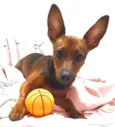 Duke
