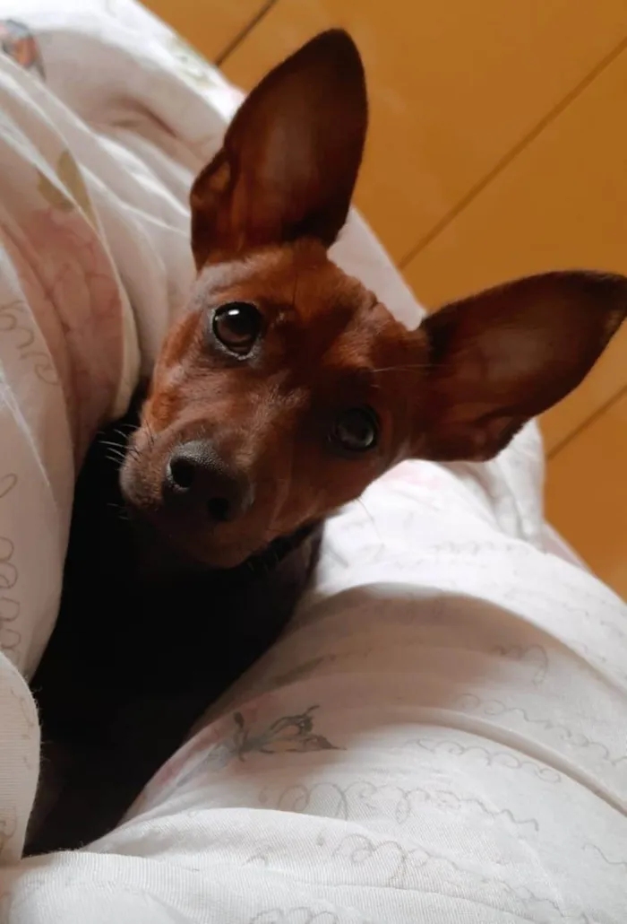 Cachorro ra a Pinscher idade 2 anos nome Duke