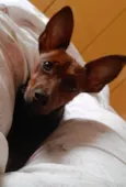 Duke