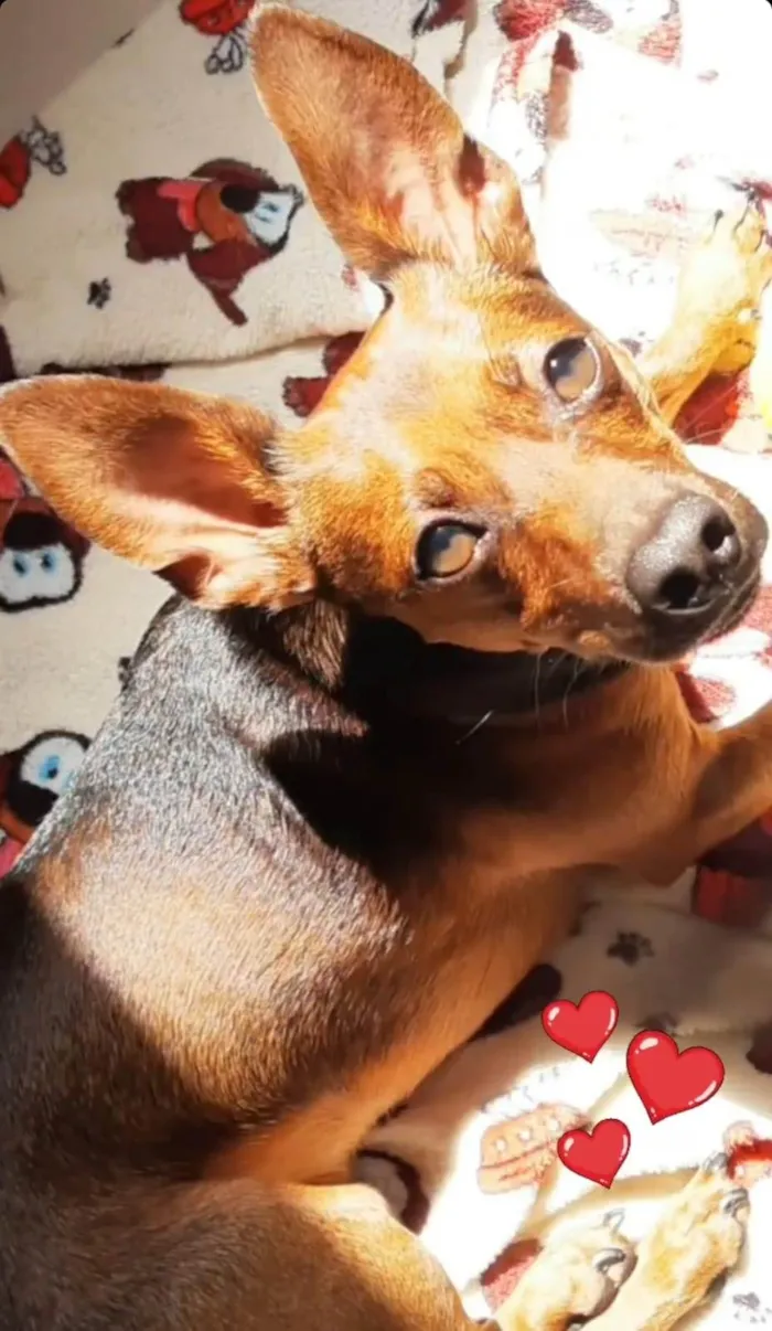 Cachorro ra a Pinscher idade 2 anos nome Duke